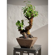 Japanese chinensis quince