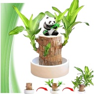 Brazilian Wood Plant,Brazilian Lucky Tree, Fortune Brazilian Lucky Wood Plant, Mini Brazil Wood for 