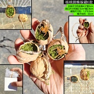 Climbing Pet Magnet Love Walnut Jumping Spider Avoid Small Pet Bird Catcher Florida Jumping Spider C