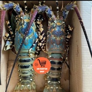sale Udang Lobster Laut 1 kg berkualitas
