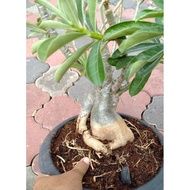 Kemboja adenium original seedling bunga putih