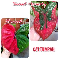 Keladi Caladium Thai Hybrid Cat Tumpah Bulat Bujur Red Beret Keratan Ubi