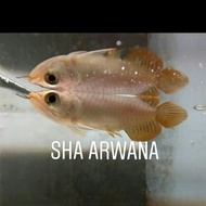 super red arwana arowana super red chili