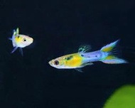 【成崧水族】日本黃雙劍 黃雙劍孔雀魚 孔雀魚 小型魚 熱帶魚