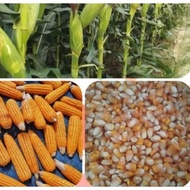 ♞HYBRID CORN HYBRID CORN SEEDS DEKALB/PIONEER (1Kilo) FEEDS CORN (BINHI) 1KILO DEKALB/PIONEER