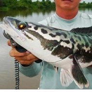 BARU MASUK! Ikan toman baby channa micropeltes size 7-20 cm cm tomang