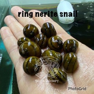 3pcs ring snail algae eater aquarium decoration miqashrimpy