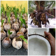 Anak kelapa sgg/kelapa bonsai