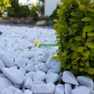 Batu koral putih 1 KARUNG  8 kg / batu dekorasi tanaman / batu putih