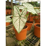 KELADI CALADIUM WHITE RED DOTTED