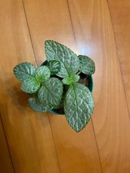 喜蔭花小黃烏