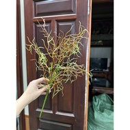 Fake root cluster_35cm cluster
