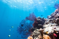 IPalau島可夢~SUP秘境探險、牛奶湖、水母湖、干貝城、鯊魚城、七彩珊瑚群、大斷層、小白宮5日