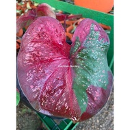 Caladium Cat Tumpah Daun Bulat/Caladium Red Beret/Keladi Thailand/Pot 120/Bunga Hidup