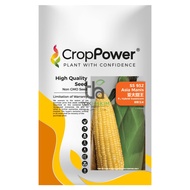 Benih Sweet Corn Asia Manis SS932 Hibrid F1 (JAGUNG MANIS) CROP POWER (500gm)