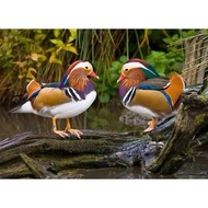 Promo!! TELUR FERTIL BEBEK MANDARIN 100% asli // telur burung siap tetas // telur burung hias // tel