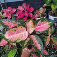 aglaonema kochin