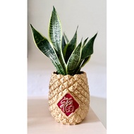 Sansevieria trifasciatawith 旺旺来(snake plant)