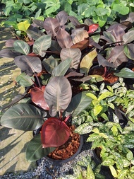 ฟิโลเดนดรอน แบล็คคาดินัล ต้นกุมารดำเรียก​ทรัพย์ Philodendron Black Cardinal ต้นไม้มงคล : เรียกเงิน เ