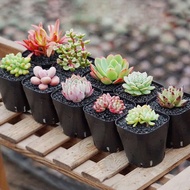 Xuan Linmei Succulent Plant Novice Combination Potted Plant Set Office Succulent Mini Flower Green Plant