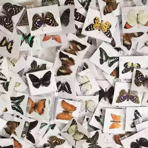 20Pcs Natural Real Natural Unmounted Butterfly Specimen Artwork Material Colorful Mixed Le Papillon 