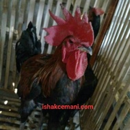 Sepasang Ayam Pelung Body Jumbo Mantap Kwalitas Super