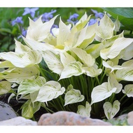 Benih Baru Begonia Seed Putih Royal White Premium Hosta Seed - 5 Seed