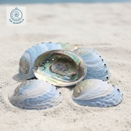 Blue Abalone Shells - Decorative Abalone Shells in many sizes - Beautiful Abalone Shells