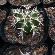 [Flower Expo _ General Cactus] Lazy Mini Cactus Self-Rooted Flowering Big Flower 3cm with Root 4.7