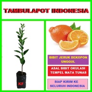 Bibit Tanaman Pohon Jeruk Dekopon Bibit Jeruk Dekopon Bibit Buah Jeruk