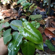 tanaman philodendron burle marx