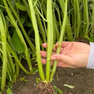 1Kg three-pronged morning glory seeds