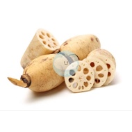 BIGSALE Lotus Root / Akar Teratai