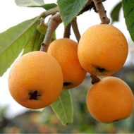 CÂY GIỐNG BIWA GIỐNG MỚI ĐẶC BIỆT (CHUẨN GIỐNG F1 SIÊU SỚM) _CÂY GIỐNG ĐỨC MẠNH