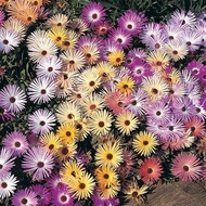 ✅Daisy Seeds | Mixed Colors | 30 Seeds | Simple Bloom | Outdoor Garden | Natural Look