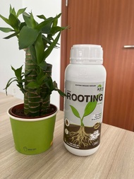 Kích rễ siêu mạnh nhập từ châu âu (Rooting Extra - ATONIK 5.0SL giúp tái sinh phục hồi kiến thiết… b