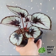 SUPER MURAH Begonia rex silver - Begonia silver