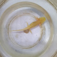 (Good) Axolotl Albino 5cm (Salamander/dogfish)