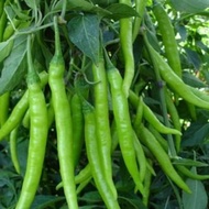 (100Seeds/Pack)SILI PANIGANG/Siling Haba/Hot Pepper Green/Bicol Express Chili Vegetable Seeds