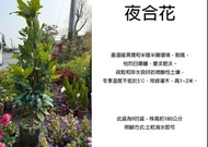 心栽花坊-夜合/9吋/夜合花/觀花植物/香花植物/綠化環境/售價1800特價1500