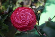台中茶花- 五彩赤丹 -(原棵茶花)- NE35