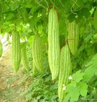 Greeny Bitter Gourd Seeds (Momordica charantia)