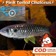 [[murah]] ikan hias predator pink tail silver super / pbass / arwana /