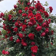 【New store opening limited time offer fast delivery】Ning Hui Rose Seedlings Big Flower Fragrant Vine Climbing Vine Chine