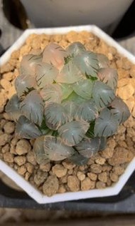 潘燈錦(多肉植物，塊根植物，球根植物，龍舌蘭，大型多肉植物，仙人掌，仙人球，仙人頭，石化，綴，菊水，海鮮，草球，牡丹，玉露，室內外，戶外，夠光)