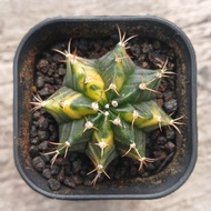 Gymno Wildcat ownroot berakar