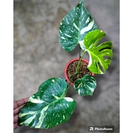 Sindo - Monstera Thai Constellation Variegated Live Plant 3RM7RFQE8E