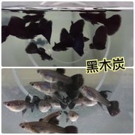 【嘉嘉寵物】💯純係 🐟黑木炭 孔雀魚🐠🐡🐟 對魚 仔魚（觀賞魚蝦  （飼料餌料）