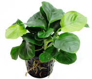 aquatic plant Anubias 'Coin Leaf' aquarium 1 pot