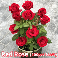 รับประกันสายพันธุ์แท้ 100 % 100 เมล็ด เมล็ดพันธุ์ กุหลาบเลื้อย กุหลาบ สีแดง Bonsai Red Rose Flower Seeds for Planting Red Rose Flowering Plant Seeds ดอกไม้ เมล็ดพันธุ์ เมล็ดดอกไม้ ไม้ประดับ เมล็ด ต้นไม้มงคล ต้นไม้มงคลสวยๆ บอนสี ดอกไม้ปลูกสวยๆ กุหลาบหิน
